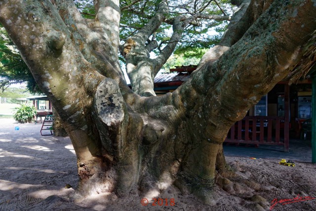 053 NYONIE 3 le Campement Arbre Magnoliopsida Myrtales Combretaceae Terminalia mantaly 18E5K3IMG_180224126492_DxOwtmk.jpg