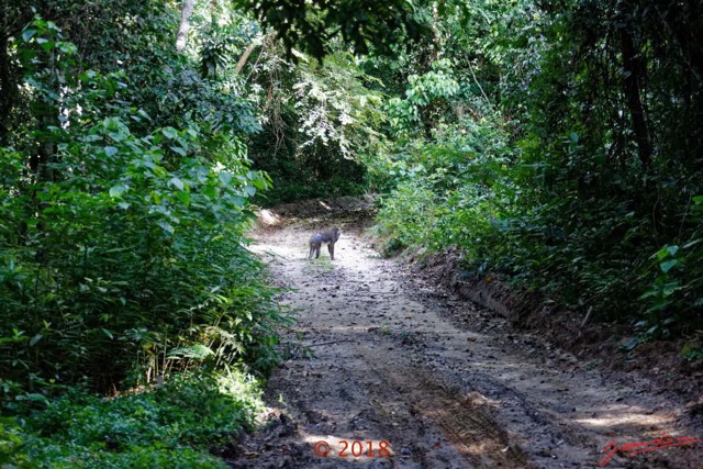 057 NYONIE 3 la Piste la Foret Passage Colonie de Mandrills 18E5K3IMG_180224126510_DxOwtmk.jpg