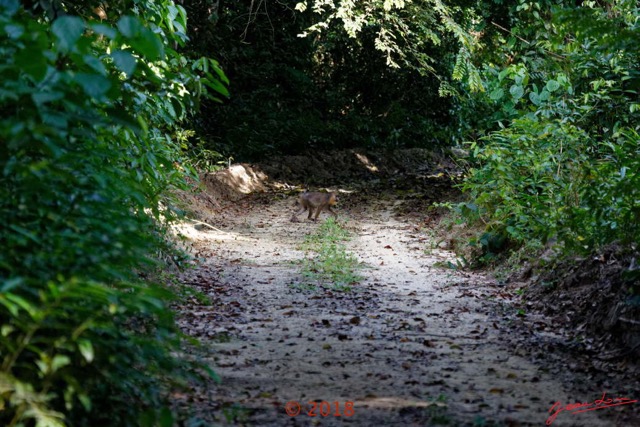 062 NYONIE 3 la Piste la Foret Passage Colonie de Mandrills 18E5K3IMG_180224126514_DxOwtmk.jpg