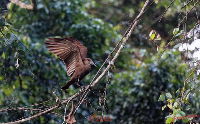 089 NYONIE 3 la Piste la Foret Oiseau Aves Pelecaniformes Scopidae Ombrette Africaine Scopus umbretta 18E5K3IMG_180224126604_DxOwtmk.jpg