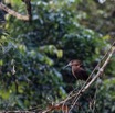 090 NYONIE 3 la Piste la Foret Oiseau Aves Pelecaniformes Scopidae Ombrette Africaine Scopus umbretta 18E5K3IMG_180224126606_DxOwtmk.jpg