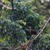 091 NYONIE 3 la Piste la Foret Oiseau Aves Pelecaniformes Scopidae Ombrette Africaine Scopus umbretta 18E5K3IMG_180224126607_DxOwtmk.jpg