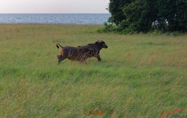093 NYONIE 3 la Piste la Savane avec les Buffles 18E5K3IMG_180224126617_DxOwtmk.jpg