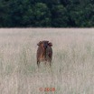096 NYONIE 3 la Piste la Savane avec les Buffles 18E5K3IMG_180224126625_DxOwtmk.jpg