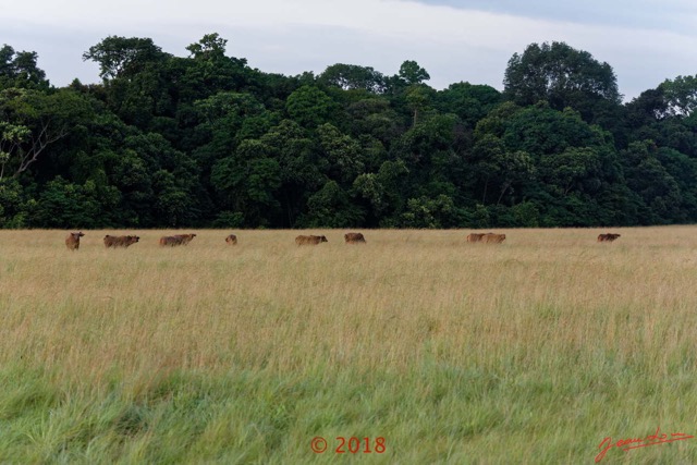 098 NYONIE 3 la Piste la Savane avec les Buffles 18E5K3IMG_180224126632_DxOwtmk.jpg