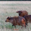 100 NYONIE 3 la Piste la Savane avec les Buffles 18E5K3IMG_180224126658_DxOwtmk.jpg