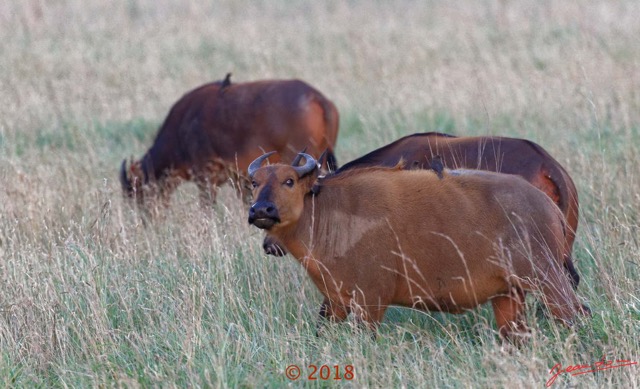 101 NYONIE 3 la Piste la Savane avec les Buffles 18E5K3IMG_180224126659_DxOwtmk.jpg