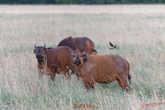 103 NYONIE 3 la Piste la Savane avec les Buffles 18E5K3IMG_180224126661_DxOwtmk.jpg