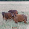 103 NYONIE 3 la Piste la Savane avec les Buffles 18E5K3IMG_180224126661_DxOwtmk.jpg