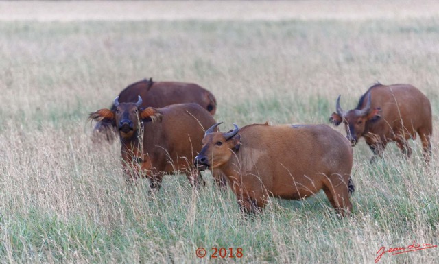 104 NYONIE 3 la Piste la Savane avec les Buffles 18E5K3IMG_180224126668_DxOwtmk.jpg