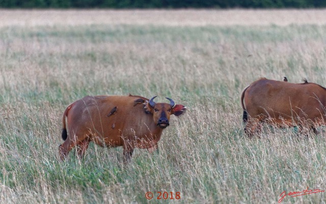 105 NYONIE 3 la Piste la Savane avec les Buffles 18E5K3IMG_180224126673_DxOwtmk.jpg