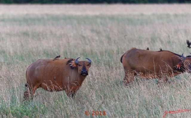 107 NYONIE 3 la Piste la Savane avec les Buffles 18E5K3IMG_180224126674_DxOwtmk.jpg