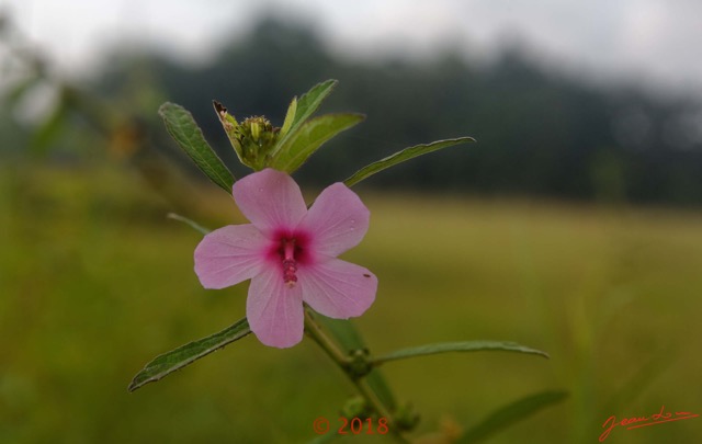 139 NYONIE 3 la Marche en Foret Plante Magnoliopsida Malvales Malvaceae Urena lobata 18E5K3IMG_180224126746_DxOwtmk.jpg