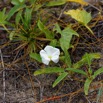 158 NYONIE 3 le Campement Plante Magnoliopsida Solanales Convolvulaceae Ipomoea imperati 18E5K3IMG_180224126802_DxOwtmk.jpg