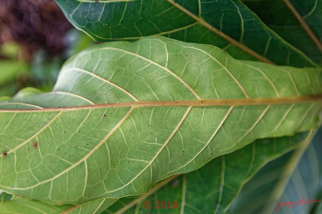 169 NYONIE 3 le Campement Arbre Magnoliopsida Rosales Moraceae Ficus ovata Probable 18E5K3IMG_180224126815_DxOwtmk.jpg