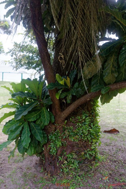 170 NYONIE 3 le Campement Arbre Magnoliopsida Rosales Moraceae Ficus ovata Probable 18E5K3IMG_180224126816_DxOwtmk.jpg