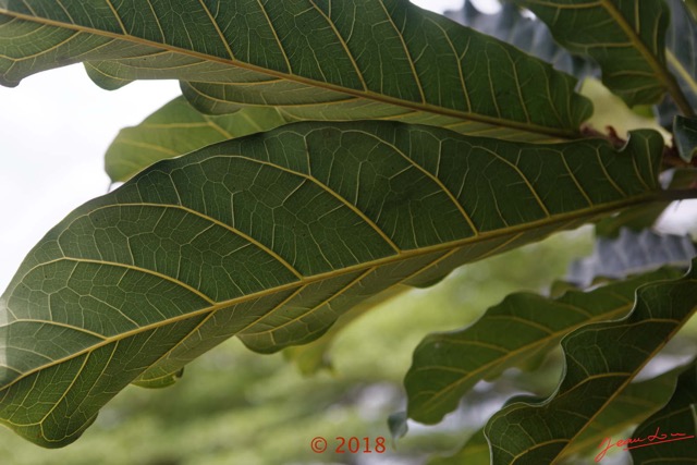 175 NYONIE 3 le Campement Arbre Magnoliopsida Rosales Moraceae Ficus ovata Probable 18E5K3IMG_180224126824_DxOwtmk.jpg