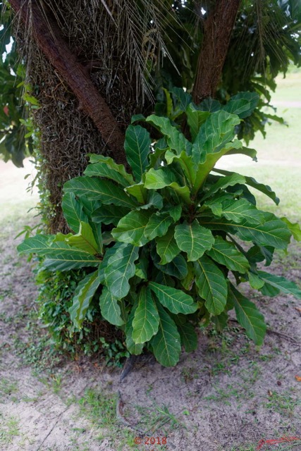 176 NYONIE 3 le Campement Arbre Magnoliopsida Rosales Moraceae Ficus ovata Probable 18E5K3IMG_180224126825_DxOwtmk.jpg