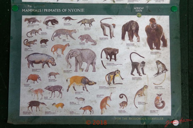 190 NYONIE 3 le Campement Poster Mammiferes 18E5K3IMG_180224126848_DxOwtmk.jpg