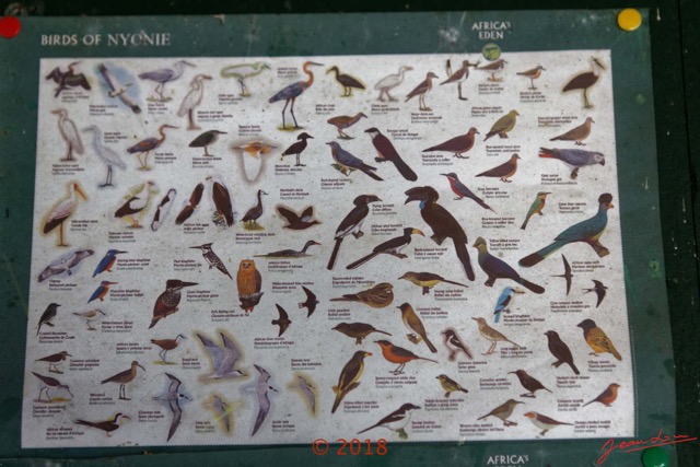 191 NYONIE 3 le Campement Poster Oiseaux 18E5K3IMG_180224126850_DxOwtmk.jpg