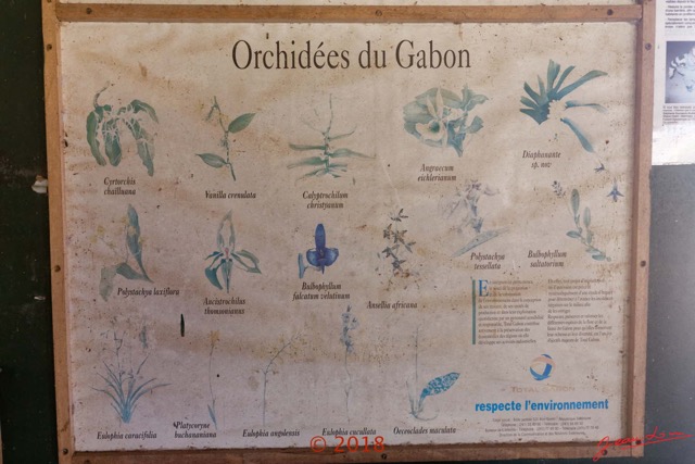 192 NYONIE 3 le Campement Poster Orchidees 18E5K3IMG_180224126851_DxOwtmk.jpg