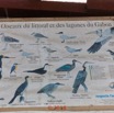 194 NYONIE 3 le Campement Poster Oiseaux 18E5K3IMG_180224126853_DxOwtmk.jpg