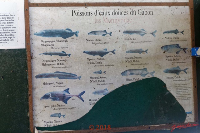195 NYONIE 3 le Campement Poster Poissons Eaux Douces 18E5K3IMG_180224126854_DxOwtmk.jpg