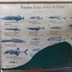 195 NYONIE 3 le Campement Poster Poissons Eaux Douces 18E5K3IMG_180224126854_DxOwtmk.jpg