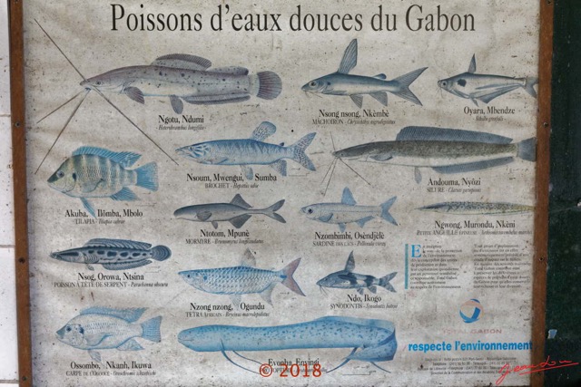 196 NYONIE 3 le Campement Poster Poissons Eaux Douces 18E5K3IMG_180224126855_DxOwtmk.jpg