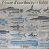 196 NYONIE 3 le Campement Poster Poissons Eaux Douces 18E5K3IMG_180224126855_DxOwtmk.jpg