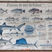 197 NYONIE 3 le Campement Poster Poissons de Mer 18E5K3IMG_180224126856_DxOwtmk.jpg