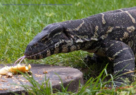 Nyonie-2-le-Camp-Varanidae-Varan-Orne-Varanus-ornatus-15E5K3IMG_114374awtmk-Web