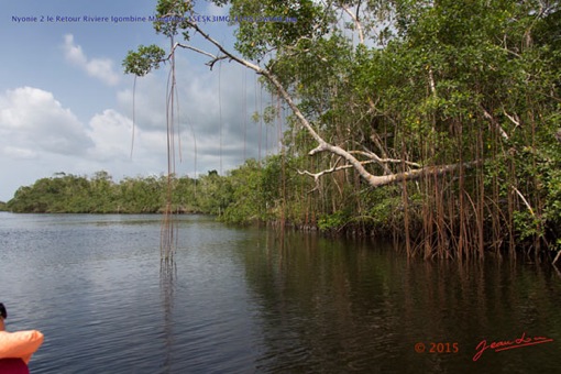 Nyonie-2-le-Retour-Riviere-Igombine-Mangrove-15E5K3IMG_114815wtmk-Web