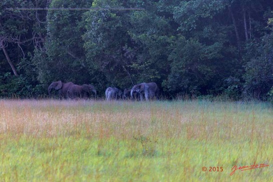 Nyonie-2-Mammifere-Proboscidea-Elephantidae-Elephant-Loxodonta-africana-cyclotis-Groupe-3-15E5K3IMG_114491wtmk-Web