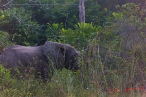 Nyonie-2-Marche-Mammifere-Proboscidea-Elephantidae-Elephant-Loxodonta-africana-cyclotis-Groupe-4-15E5K3IMG_114582wtmk-web