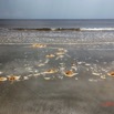 105 AWAGNE 1 la Plage Vague et Ecume 19E5M3IMG_190421150498_DxOwtmk 150k.jpg