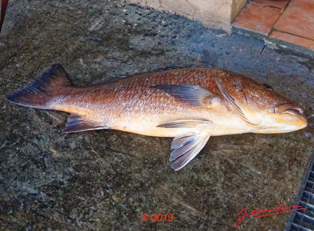 122a AWAGNE 1 Poisson 019 Actinopterygii Perciformes Lutjanidae Vivanneau Brun Rouge Lutjanus dentatus Probable 19E5M3IMG_190421150554_DxOwtmk 150k.jpg