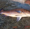 122a AWAGNE 1 Poisson 019 Actinopterygii Perciformes Lutjanidae Vivanneau Brun Rouge Lutjanus dentatus Probable 19E5M3IMG_190421150554_DxOwtmk 150k.jpg
