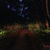 124 AWAGNE 1 Piste vers Marecage le Soir 19E5M3IMG_190421150563_DxOwtmk 150k.jpg