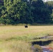 137 AWAGNE 1 Savane et Buffle 19E5M3IMG_190422150622_DxOwtmk 150k.jpg