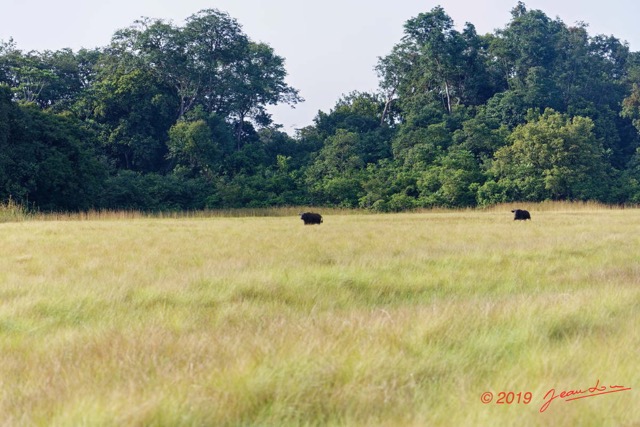 138 AWAGNE 1 Savane et Buffle 19E5M3IMG_190422150625_DxOwtmk 150k.jpg