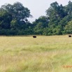 138 AWAGNE 1 Savane et Buffle 19E5M3IMG_190422150625_DxOwtmk 150k.jpg