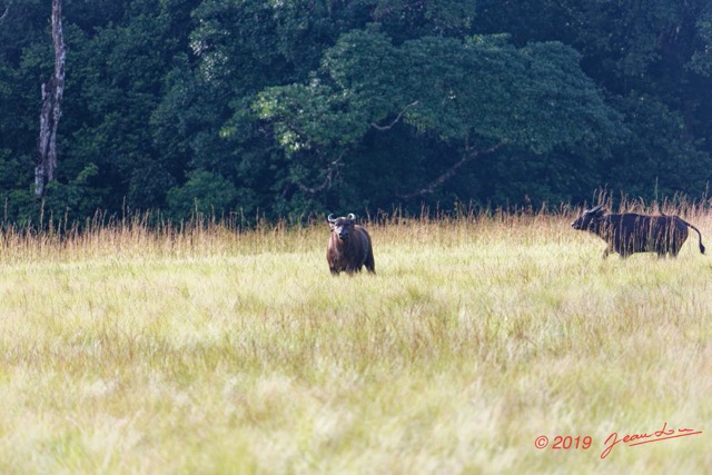 139 AWAGNE 1 Savane et Buffle 19E5M3IMG_190422150630_DxOwtmk 150k.jpg