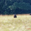 139 AWAGNE 1 Savane et Buffle 19E5M3IMG_190422150630_DxOwtmk 150k.jpg