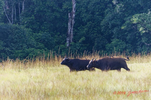 140 AWAGNE 1 Savane et Buffle 19E5M3IMG_190422150632_DxOwtmk 150k.jpg