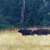 140 AWAGNE 1 Savane et Buffle 19E5M3IMG_190422150632_DxOwtmk 150k.jpg