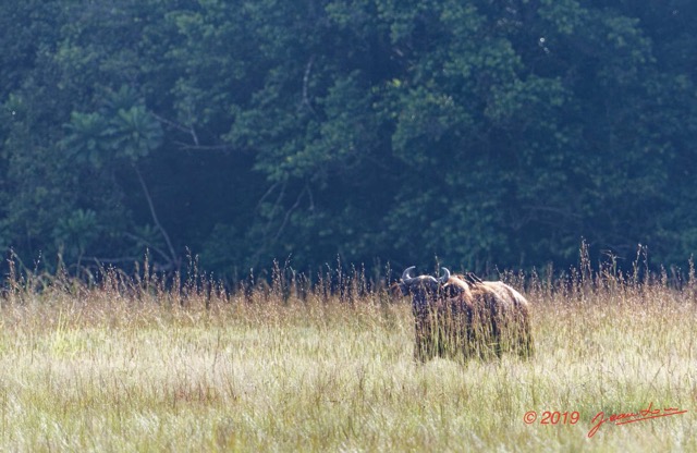 142 AWAGNE 1 Savane et Buffle dans les Hautes Herbes 19E5M3IMG_190422150639_DxOwtmk 150k.jpg