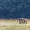 142 AWAGNE 1 Savane et Buffle dans les Hautes Herbes 19E5M3IMG_190422150639_DxOwtmk 150k.jpg
