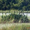 148 AWAGNE 1 le Lac 19E5M3IMG_190422150667_DxOwtmk 150k.jpg