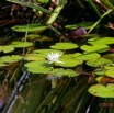 153 AWAGNE 1 le Lac Plante 040 Magnoliopsida Nymphaeales Nymphaeaceae Nenuphar Nymphaea maculata 19E5M3IMG_190422150691_DxOwtmk 150k.jpg